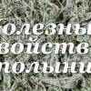 Полынь, как её принимать, противопоказания