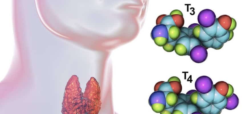 Модель щитовидной железы и молекулы Т3 и Т4 для здоровья щитовидной железы